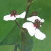 Pijlkruid - 2009 * Acryl op doek 3D - 40x30