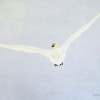Zwaan I - 2010 * Acryl op doek - 20x30