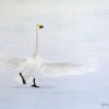 Zwaan II - 2010 * Acryl op doek - 20x30