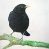 Zwarte Merel I - 2008 * Acryl op doek/3D - 12x10
