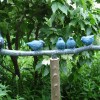 Tuinbeeld met 5 Mussen op tak - 2007 * geheel uitgevoerd in brons